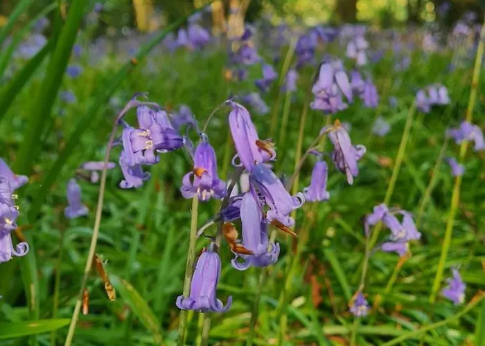 Cara Self Catering Tiny Apartamento *